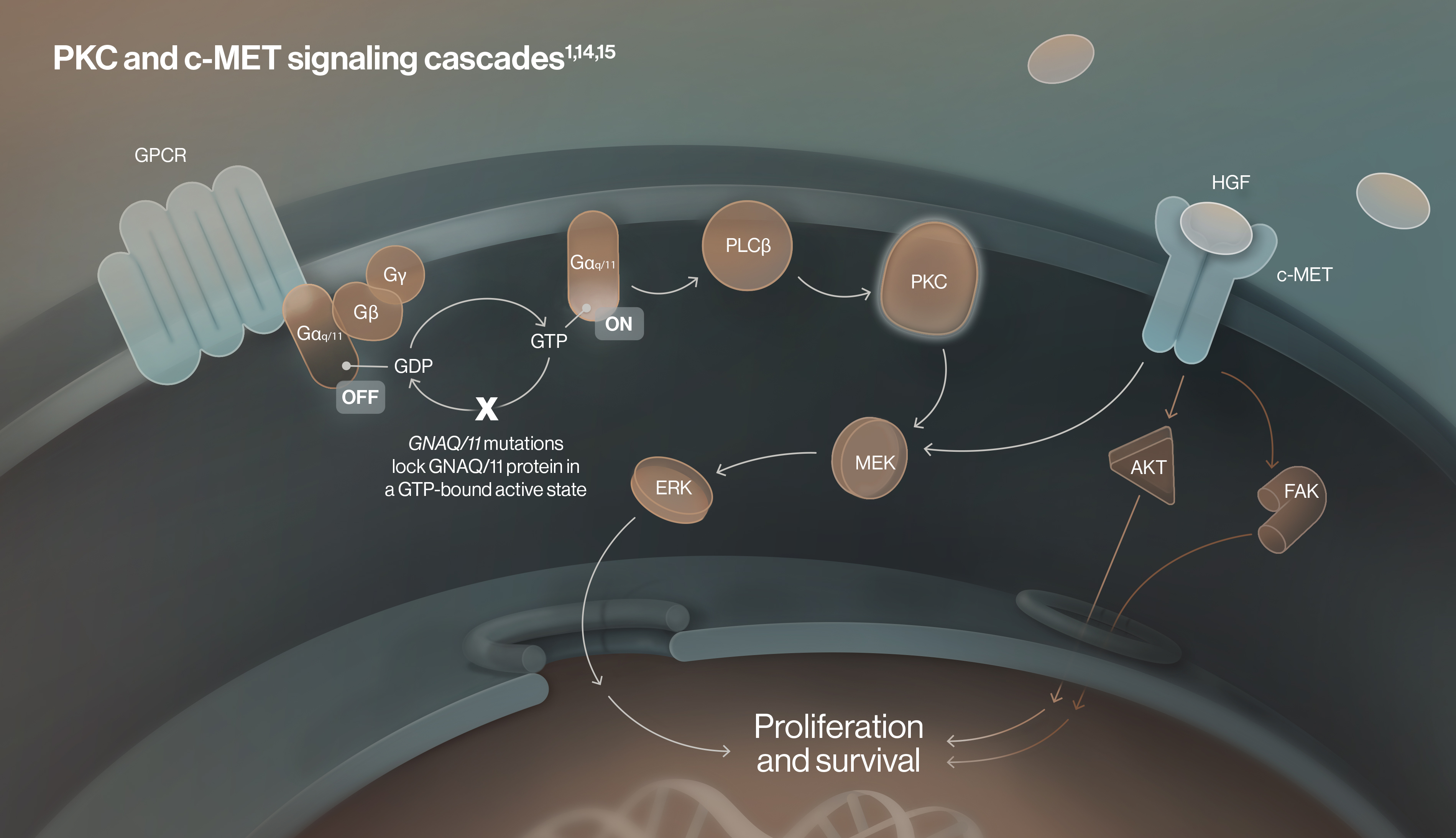 pkc-met-signaling